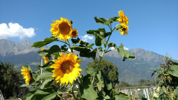 Electric Bike Italian Alps to Bolzano