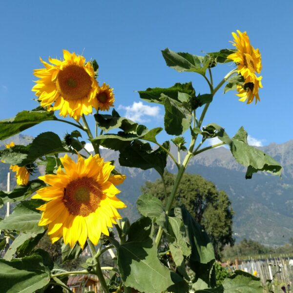 Electric Bike Italian Alps to Bolzano